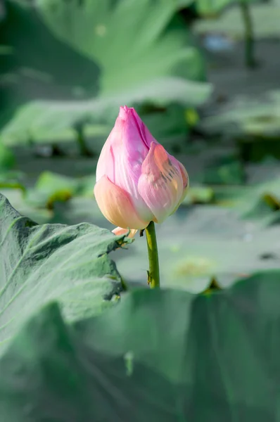 Vissna rosa lotus med lotusblad på sjön bakgrund med grön gräshoppa — Stockfoto