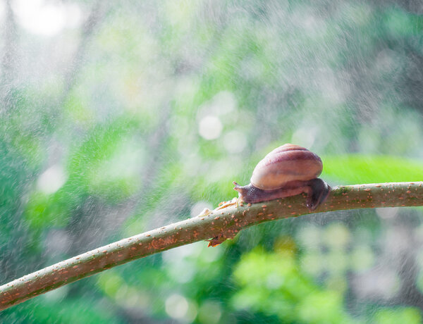 Snail on the branch of plant in raining on nature in the morning