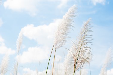 grimsi çimen çiçek mavi gökyüzü üzerinde bulanık