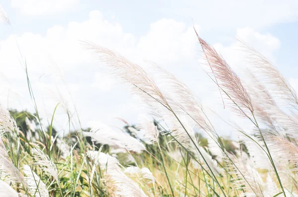Rozmazané šedivý trávy květina na modré obloze — Stock fotografie