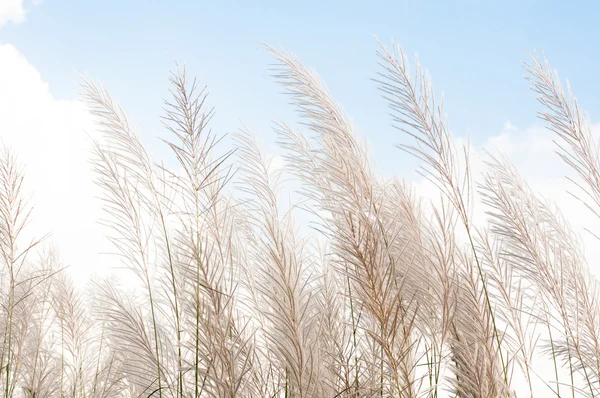 Fiore di erba grigiastra offuscata sul cielo blu — Foto Stock