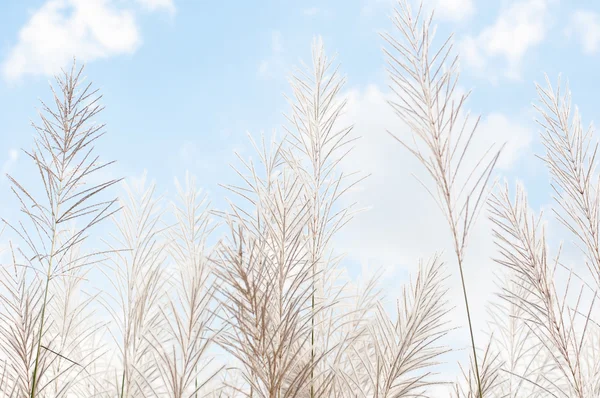 Wazig grijsachtig gras bloem op blauwe hemel — Stockfoto