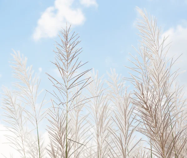 Fiore di erba grigiastra offuscata sul cielo blu — Foto Stock