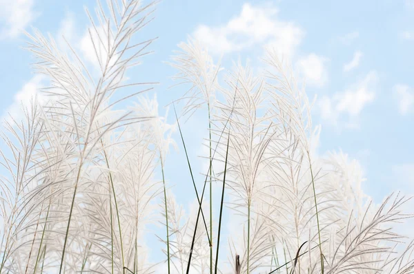 Fiore di erba grigiastra offuscata sul cielo blu — Foto Stock