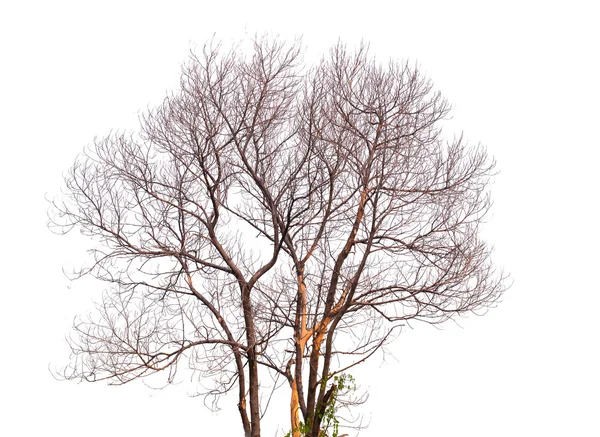 Fa nincs levelek anf ág-ból halott fa fehér háttér — Stock Fotó