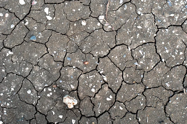 Texture di un letto di fiume grigio secco e screpolato con gusci fossili — Foto Stock