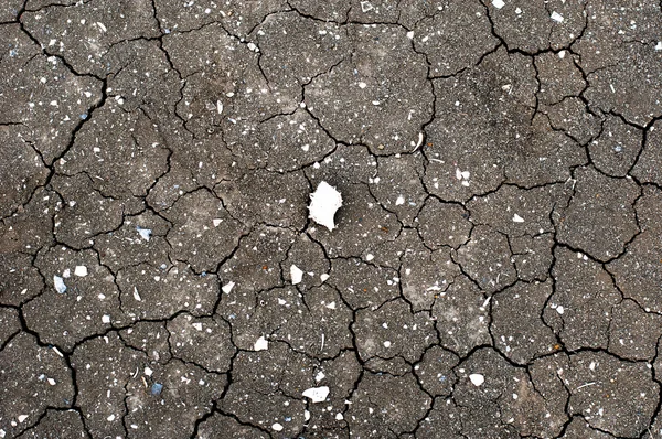 Texture di un letto di fiume grigio secco e screpolato con gusci fossili — Foto Stock