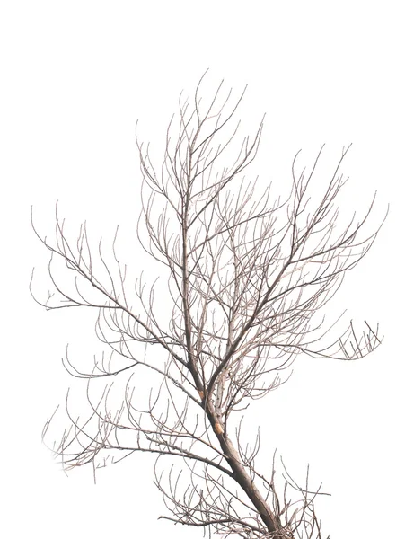 Tree is not leaves anf branch of dead tree on white background — Stock Photo, Image