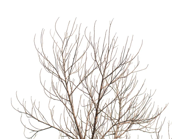 Tree is not leaves anf branch of dead tree on white background — Stock Photo, Image