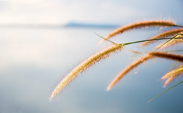 Fiore di erba grigiastra offuscata sul cielo blu — Foto Stock