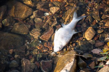kirli suda ölü balık, balık sazan