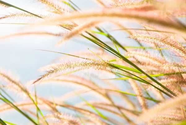 Fiore di erba grigiastra offuscata sul cielo blu — Foto Stock