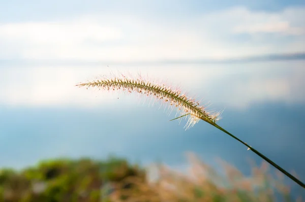 Fiore di erba grigiastra offuscata sul cielo blu — Foto Stock