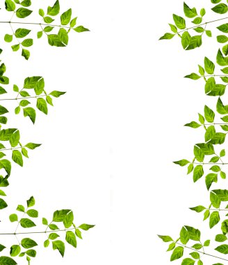 doğa fram beyaz zemin üzerine yeşil yaprakları üzerinden. izole