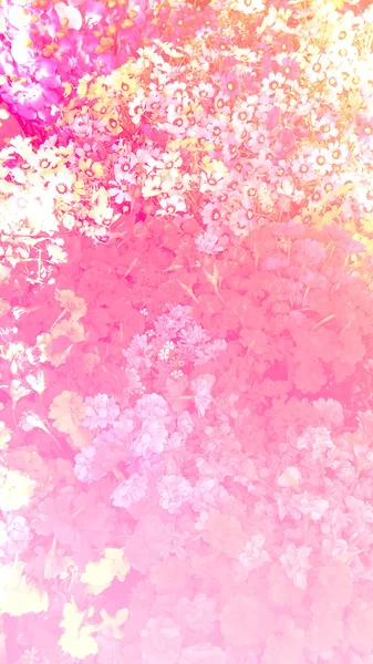Цветущие цветы растения сияют сладкий красочный солнечный свет красивый в га — стоковое фото