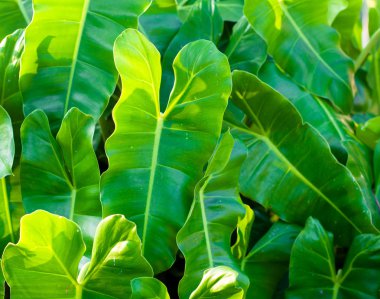 Güneş ışığında yeşil Philodendron bırakır