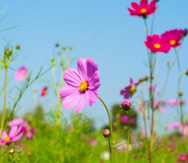 Gökyüzü arka plan üzerinde pembe cosmos çiçek