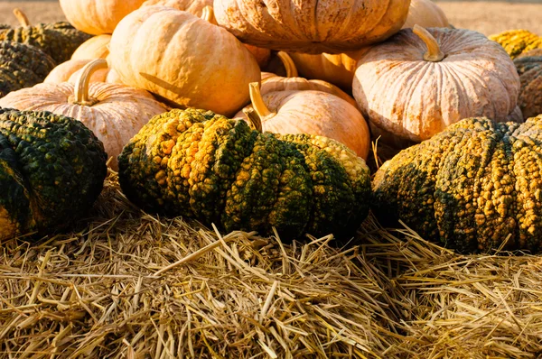 Oranje en groen pompoen stapel op een boerderij — Stockfoto