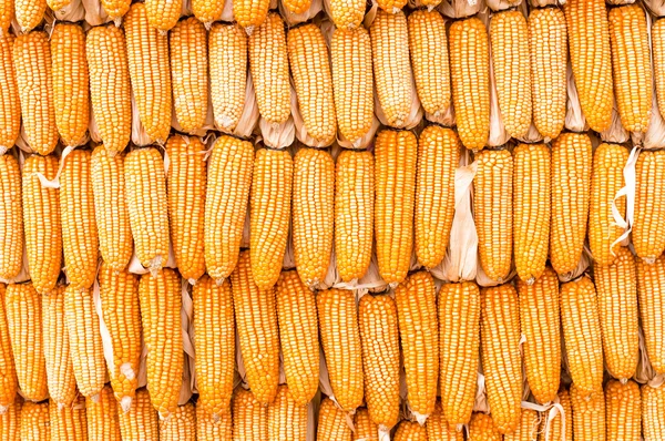 Yellow color wall. made from corn — Stock Photo, Image