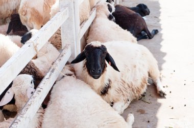 gruptaki koyun. Onlar yemek için bekliyor