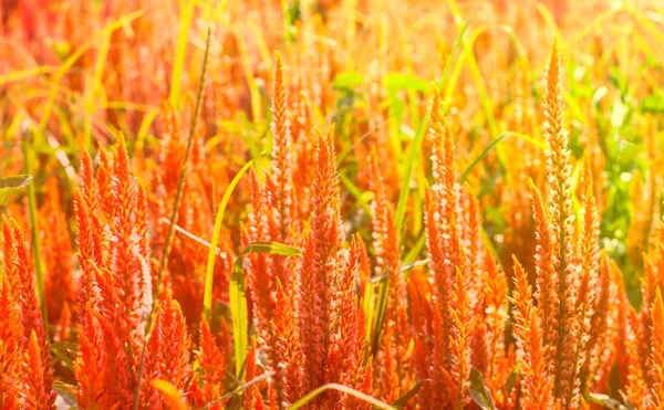 美丽的红色和橙色的西洛西亚花在温暖的灯光下 — 图库照片