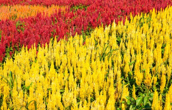 Hermosa flor de Celosia roja amarilla y naranja . —  Fotos de Stock