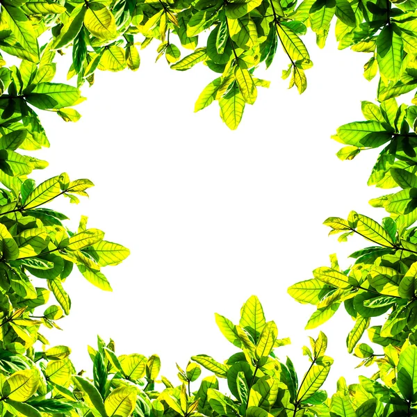 Přírodní rámec ze zelené a žluté listy na bílém pozadí. izolovaný — Stock fotografie
