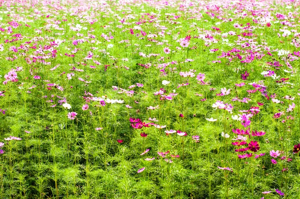 Květ ozdobný cosmos pole — Stock fotografie