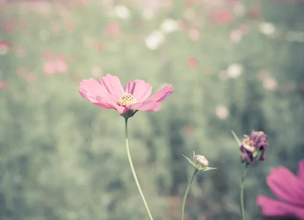 Różowa kosmea kwiaty w ogrodzie z efektu retro filtr — Zdjęcie stockowe
