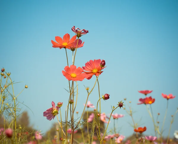 Cosmos flower on dark blue sky background, vintage style