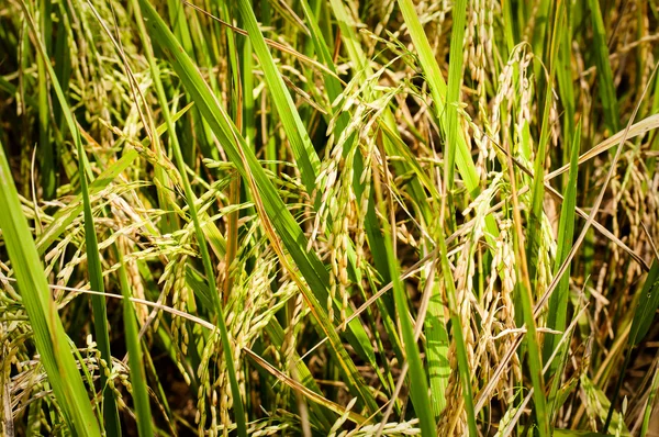 Paddy produzir grãos na estação chuvosa em luz quente — Fotografia de Stock