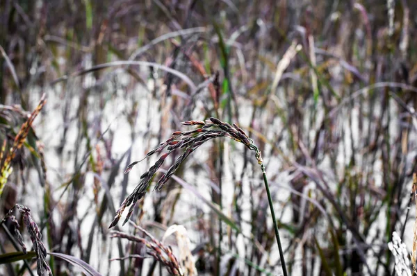 Arrozal de arroz preto pegajoso na fazenda — Fotografia de Stock