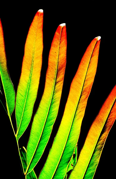 Kolorowe liście paproci lub liść na białym tle na czarnym tle — Zdjęcie stockowe