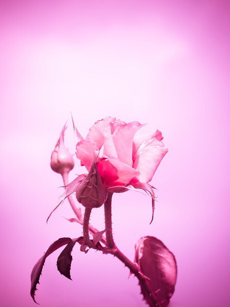 The pink of rose flower with pink color filter