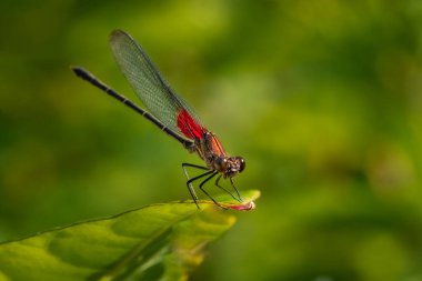 Bir Amerikan Rubyspot Damselfly (Hetaerina americana) yaz güneşinde bir yaprağın kenarına tünemişti..