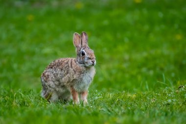 Bir pamuk kuyruklu tavşan (Sylvilagus) parkta çimlerin üzerinde bir yaz portresi için poz veriyor..