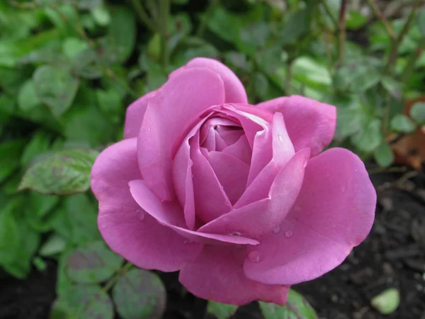 Muhteşem Parlak Kapanış Mor Gül Çiçeği Vancouver 'da Yazın Gül Bahçesinde