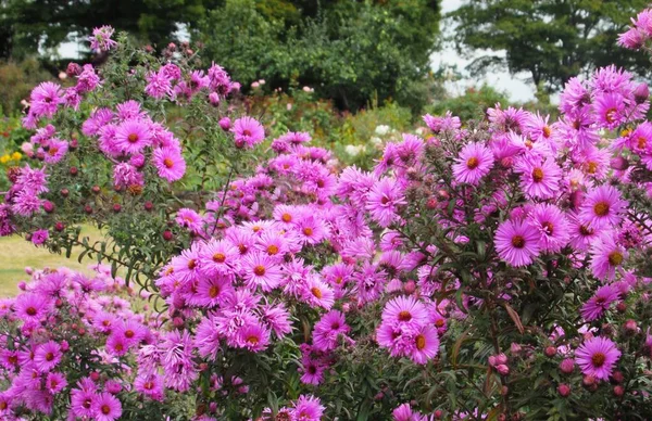 Güzel, parlak kapanış Pembe Ester Çiçekleri Sonbaharda çiçek açar