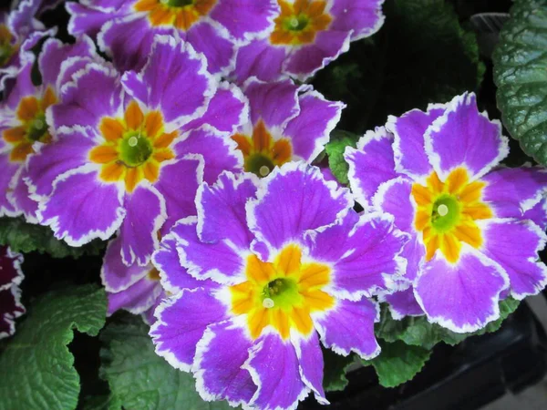 Güzel Parlak Kapanış Mor Çuha Çiçekleri İlkbaharda Açar