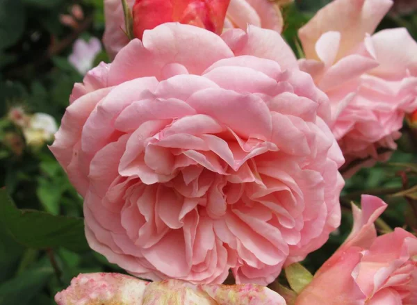 Oldukça Parlak Kapalı Pembe Gül Çiçekleri Yazın Çiçek Açtı