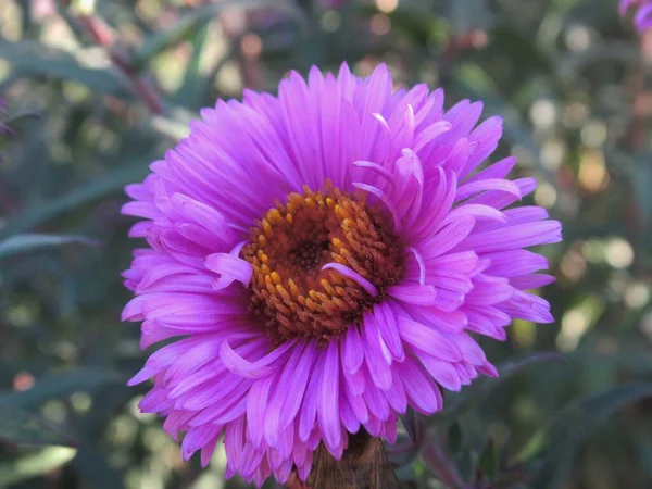 Oldukça Parlak Kapanış Mor Ester Çiçeği 