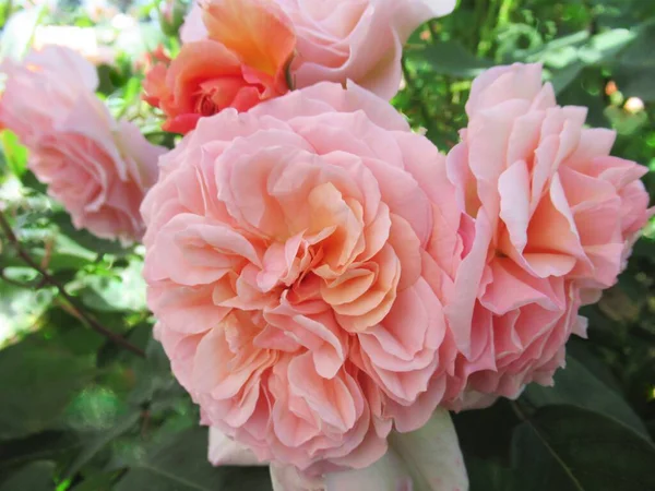 Vancouver Gül Bahçesinde Güzel, Parlak Kapanış Pembesi ve Turuncu Gül Çiçekleri Yazın