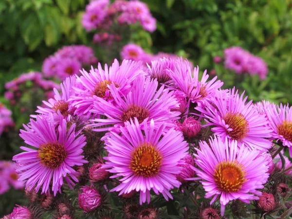 Güzel, parlak kapanış Pembe Ester Çiçekleri Sonbaharda çiçek açar