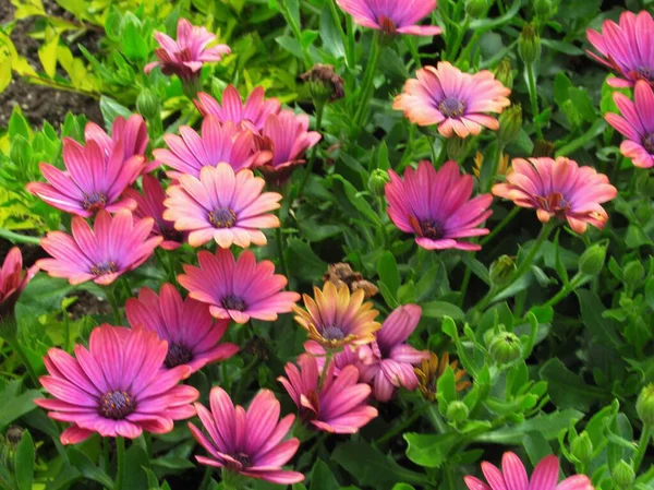 Oldukça Parlak Kapanış Pembe Afrikalı Papatya Çiçekleri Yazın Çiçek Açtı