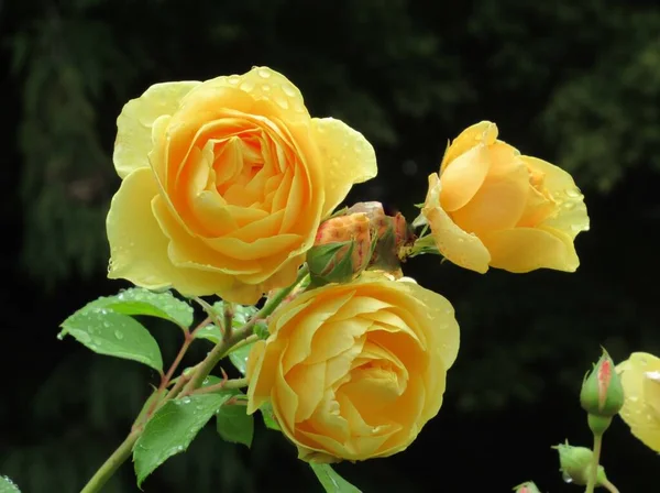 Yazın oldukça parlak yakın plan Sarı Gül Çiçeği Çiçeği