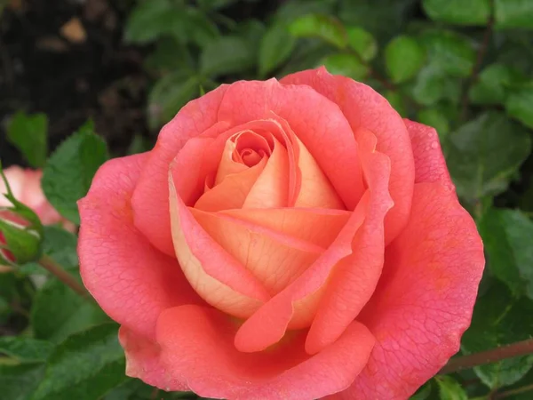 Sevimli Parlak Kapalı Turuncu Gül Çiçeği Yazın Çiçek Açtı 