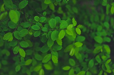 Temiz ve güzel yaprakları.