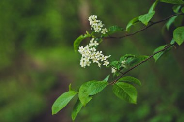 Beyaz bloom ve yeşil çiçekler.