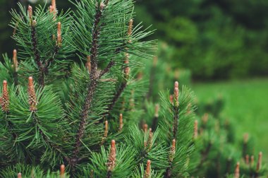 Çam ağacının genç filizleri.