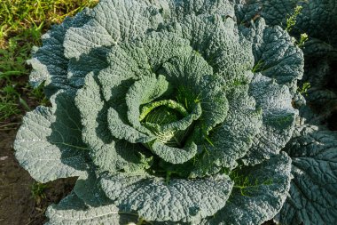 Bahçede taze Savoy lahanası. 